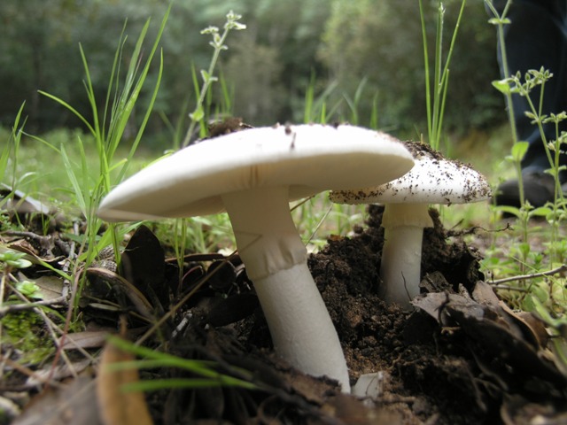 Amanita sp.